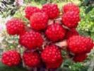 Red Raspberry Anthocyanin 